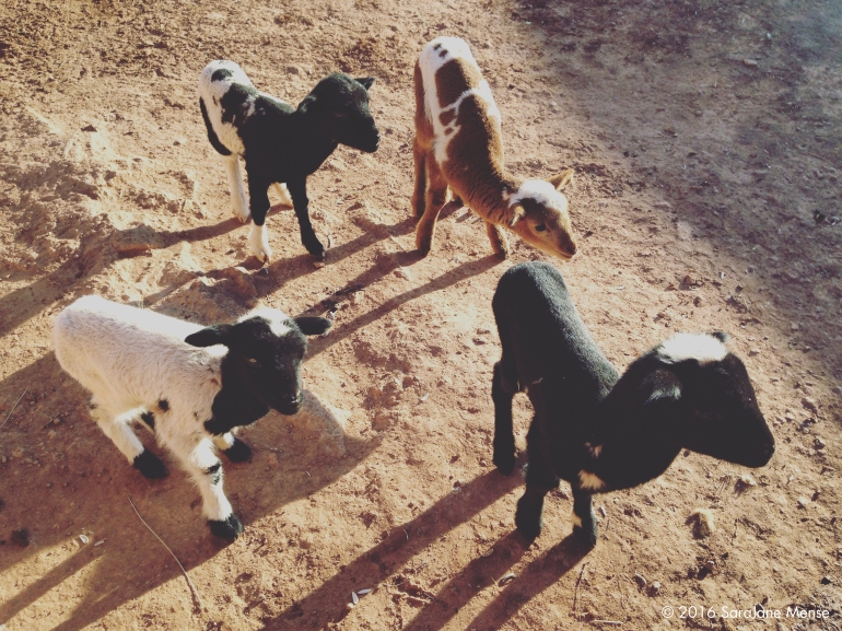 SJM_Baby_Goats